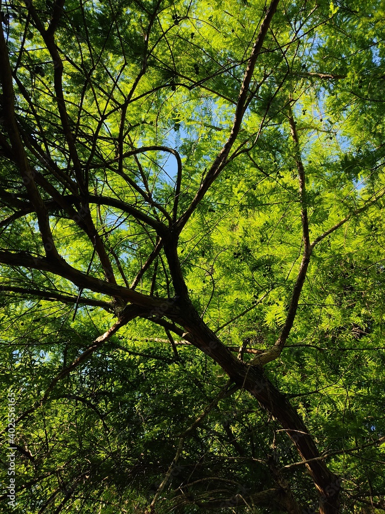 trees in the forest trees in the forest