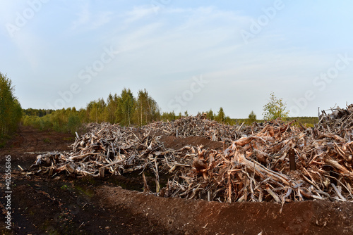 Pile of wood roots. Root from tree from peat bogs. Roots from trees after draining a swamp for peat and oil extraction. Gray wooden background of dead trees. Texture of dry birch and pine branches