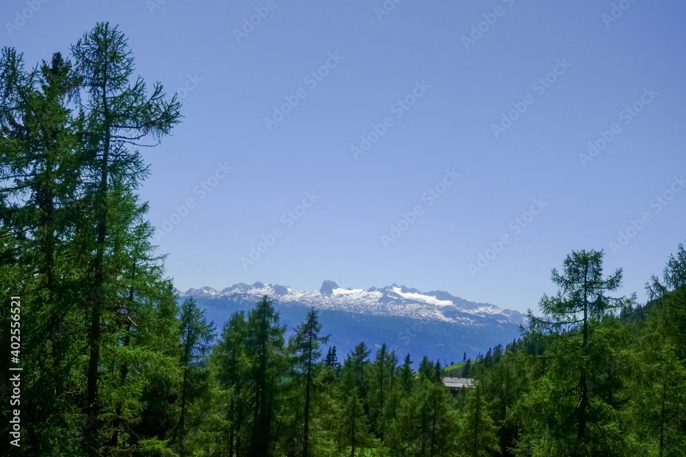 high mountains with snow and a green forest with sky