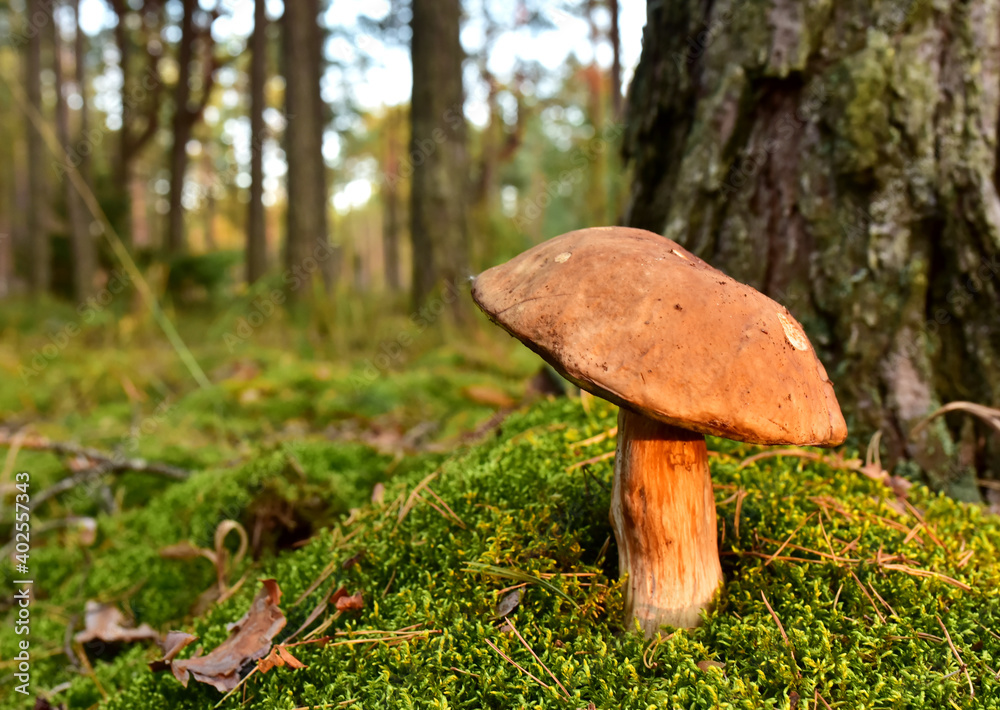 Porcini Cep White Mushroom King (Boletus Pinophilus) Mycelium grow in moss in a forest. Big bolete mushrooms in wildlife in of sunbeams. Porcini Cep White Mushroom King (Boletus Pinophilus) Mycelium grow in moss in a forest. Big bolete mushrooms in wildlife in of sunbeams.