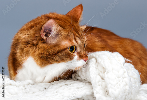 ginger tabby cat on a soft bed