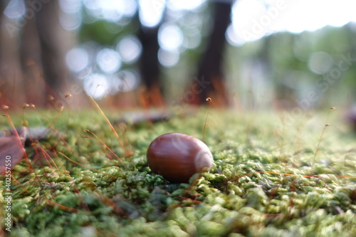 福岡の山で見つけた、苔の上に横たわるどんぐり