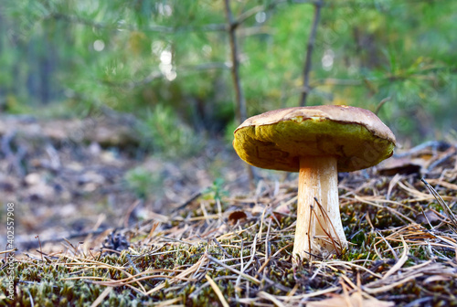 Big bolete mushroom grow in moss in a forest in of sunbeams. Porcini Cep White Mushrooms King (Boletus Pinophilus) Mycelium in wildlife. Mushrooming harvesting season. Herbal and healthcare concept