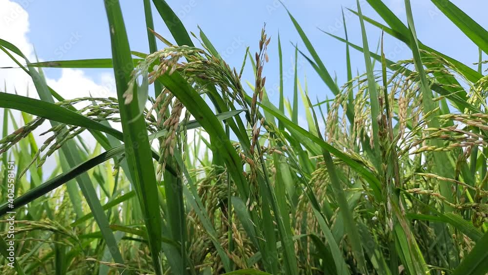 Paddy field under blue sky. Paddy, Organic Agriculture,Ears Of Rice In ...
