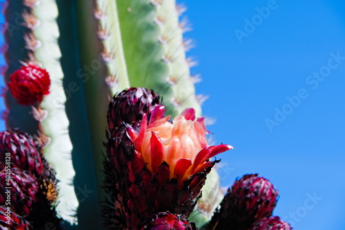 Close-Up of the blooming flowers and the fruits of an American desert cactus, pitahaya or tunas, Stenocereus queretaroensis on a blue sky
 photo