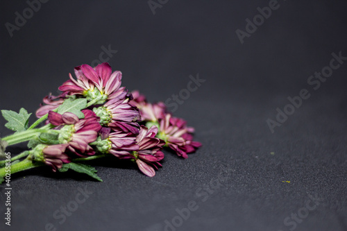 Flowers on dark black background and fallen leaves