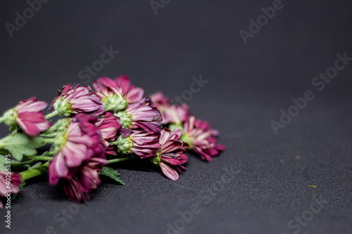 Flowers on dark black background and fallen leaves