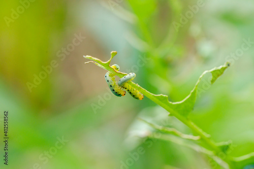 ギシギシの葉についたハグロハバチの幼虫