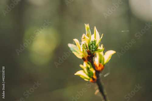 Young Spring Green Leaf Leaves Growing In Branch Of Forest Bush Plant Tree. Young Leaf On Boke Bokeh Natural Blur