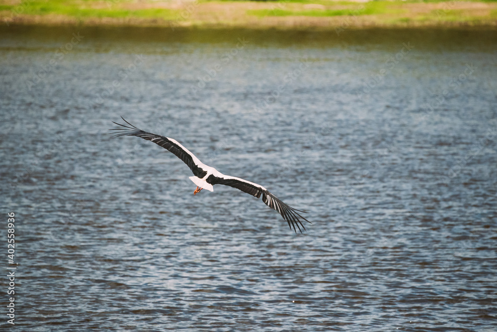 Adult European White Stork Flies Above Surface Of River With Its Wings Spread Out