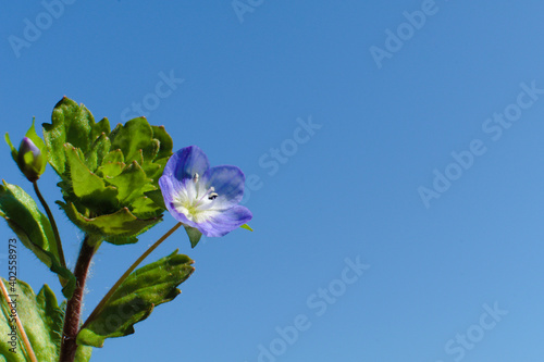 Close-up a tiny early spring blue flower known as of Birdeye speedwel or common field-speedwell, scientific name Veronica persica  photo