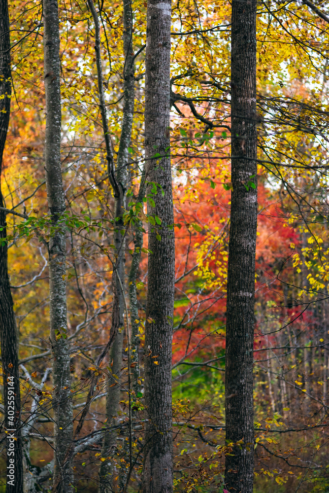 A group of trees in the woods in autumn