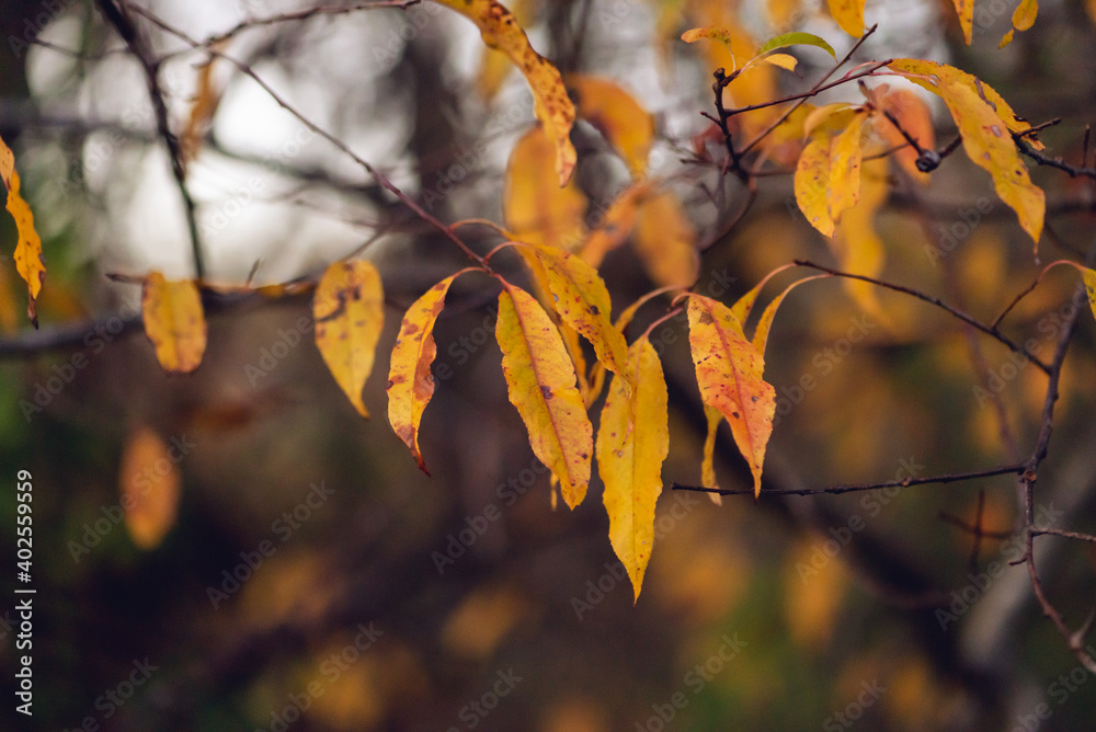 Vivid golden autumn willow oak leaves at dusk Vivid golden autumn willow oak leaves at dusk