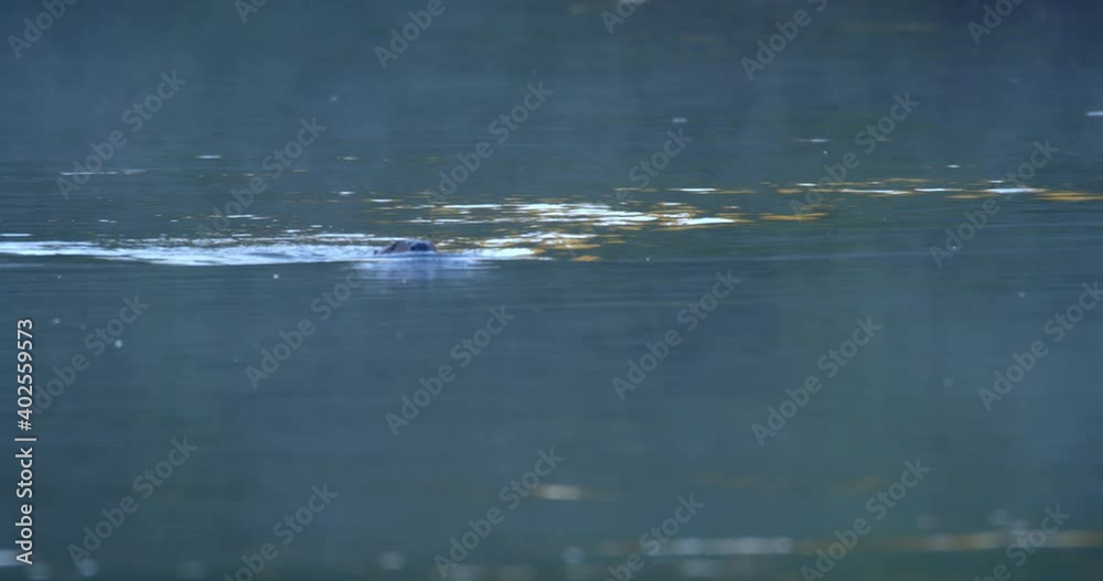 The Eurasian beaver swimming on the river at dawn, on the Drava River in Croatia The Eurasian beaver swimming on the river at dawn, on the Drava River in Croatia