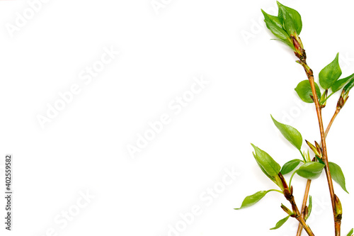 Poplar branches with the young sprouted green leaves on a white background.Spring concept.Happy Easter concept.Copy space for text, flat lay.