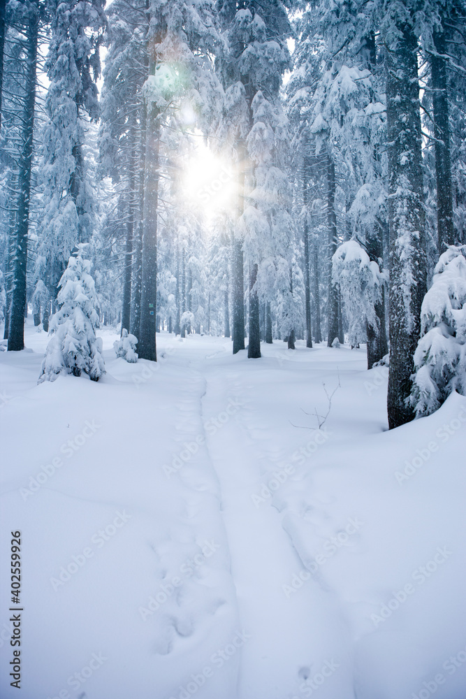 Pfad durch einen verschneiten Winterwald mit Sonnenstrahl