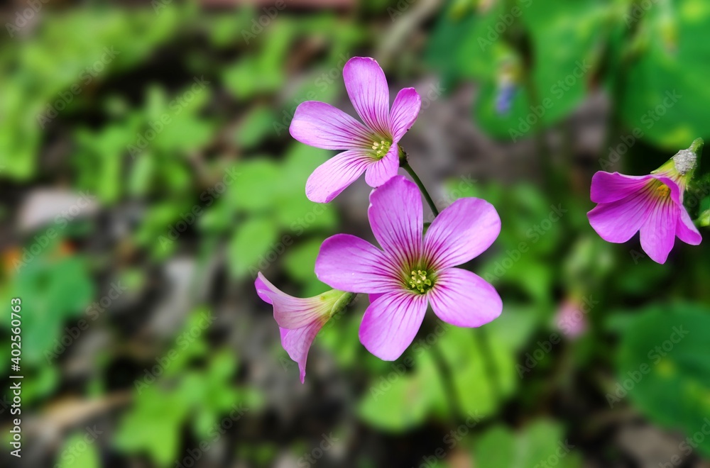 Violet wood-sorrel,Pink and white flowers, Oxalis violacea, the violet wood-sorrel, is a perennial plant and herb in the family Oxalidaceae. Oxalis species are also known as sour grass, sour trefoil. Violet wood-sorrel,Pink and white flowers, Oxalis violacea, the violet wood-sorrel, is a perennial plant and herb in the family Oxalidaceae. Oxalis species are also known as sour grass, sour trefoil.