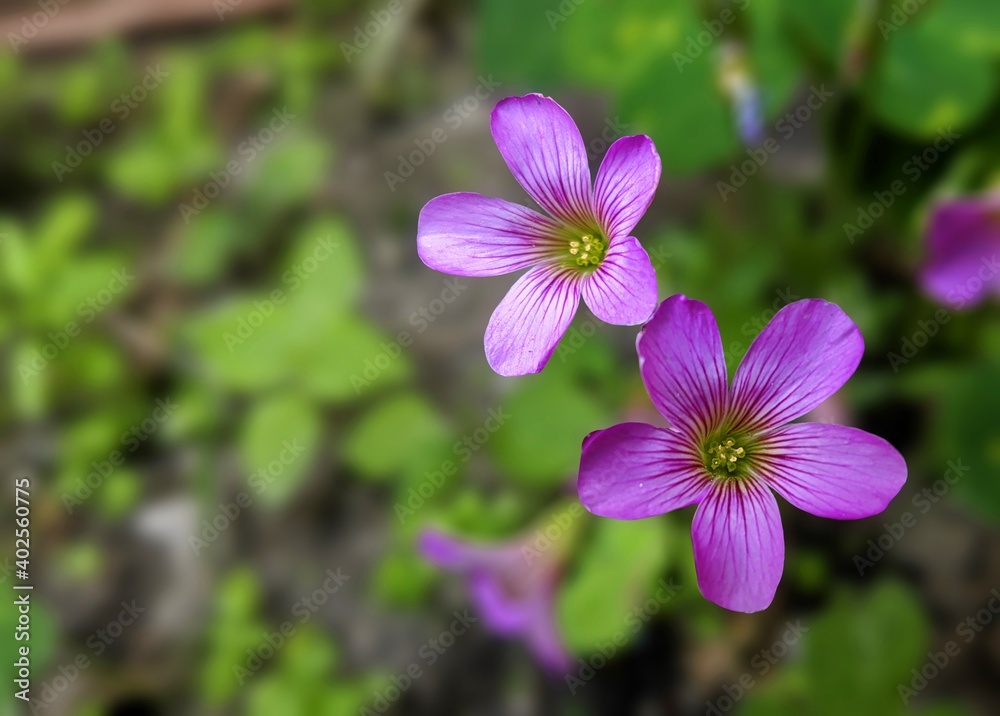 Violet wood-sorrel,Pink and white flowers, Oxalis violacea, the violet wood-sorrel, is a perennial plant and herb in the family Oxalidaceae. Oxalis species are also known as sour grass, sour trefoil.