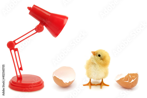 Valokuva Funny newborn chick is looking in lamp light conceptual scene born in incubator