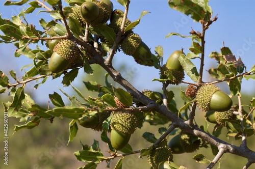 portuguese oak branch with acorns