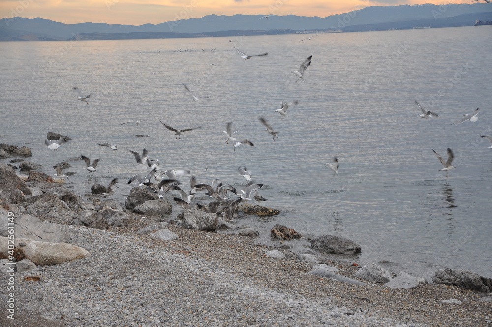Fototapeta premium Sea landscape with sea gulls landing and flying over the beach. Sea gulls flying over the sea. Blue sky and horizon in Background.. seagulls on the beach