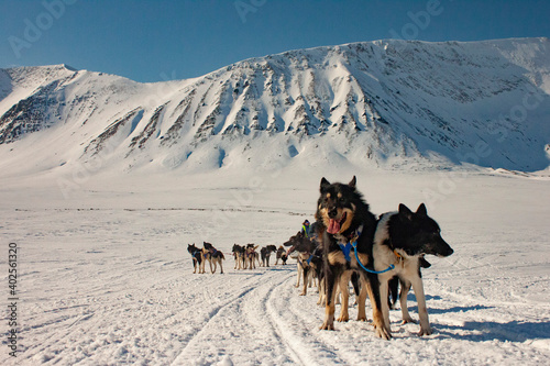 Sleddog in the Arctic Mountains