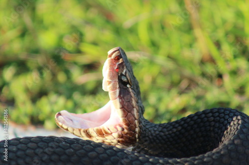 water moccasin photo