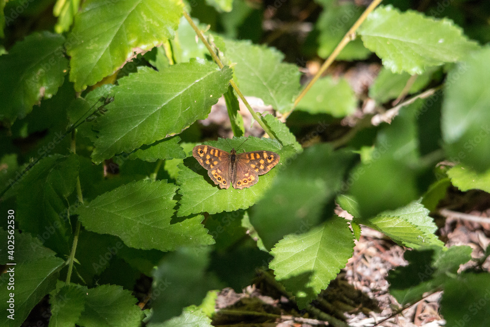 Schmetterling auf Blättern