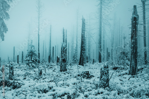 Beautiful snow winter landscape with a foggy and moody atmosphere with mystic dead pine trees. Mysterious coold winter forest vibes with mist. Harz Mountain, Harz National Park, Torfhaus, Germany photo
