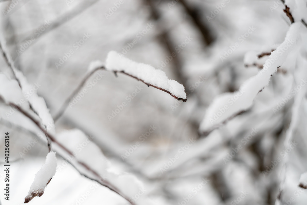 A tree branch in the snow as a textured background. Snowy nature. Winter background.Beautiful atmospheric abstract postcard with copy space A tree branch in the snow as a textured background. Snowy nature. Winter background.Beautiful atmospheric abstract postcard with copy space