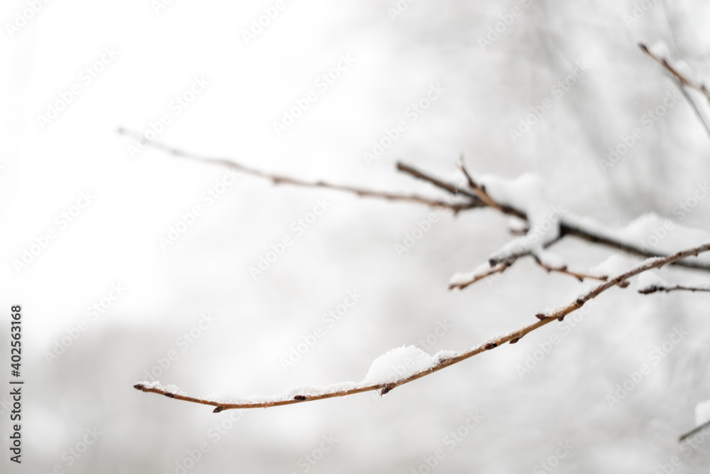 A tree branch in the snow as a textured background. Snowy nature. Winter background.Beautiful atmospheric abstract postcard with copy space