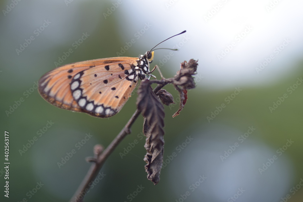 butterfly on a dry leaf twig butterfly on a dry leaf twig