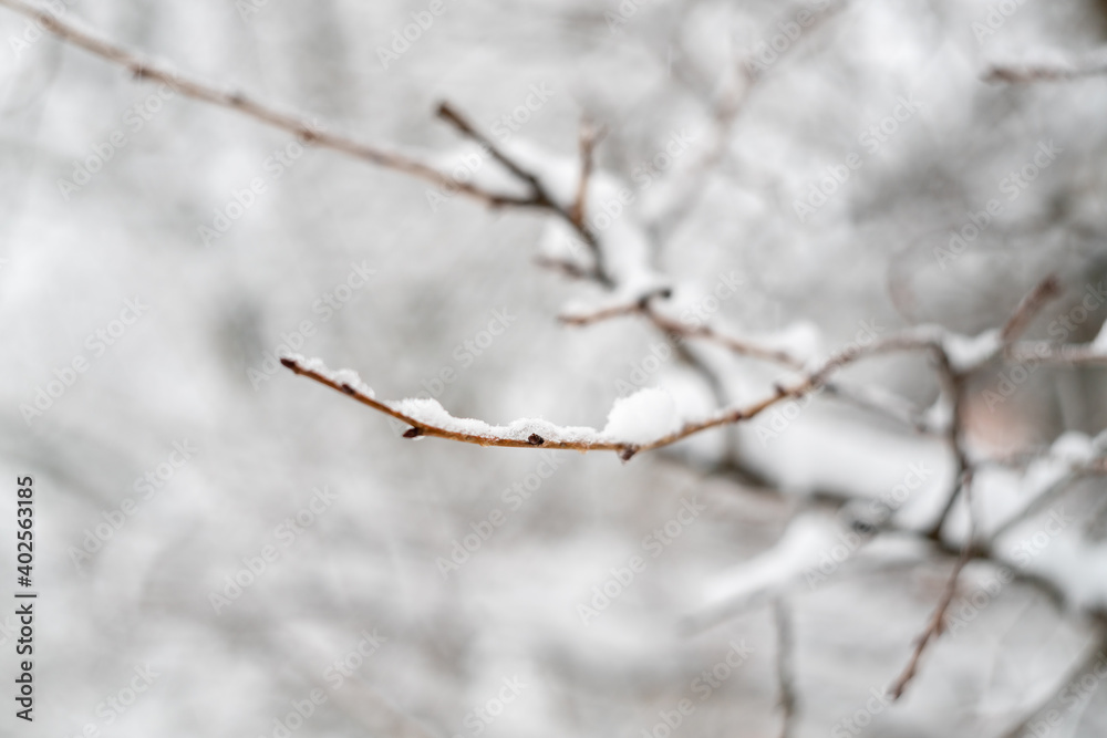 A tree branch in the snow as a textured background. Snowy nature. Winter background.Beautiful atmospheric abstract postcard with copy space A tree branch in the snow as a textured background. Snowy nature. Winter background.Beautiful atmospheric abstract postcard with copy space
