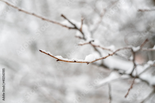 A tree branch in the snow as a textured background. Snowy nature. Winter background.Beautiful atmospheric abstract postcard with copy space © Irina Kuzmina