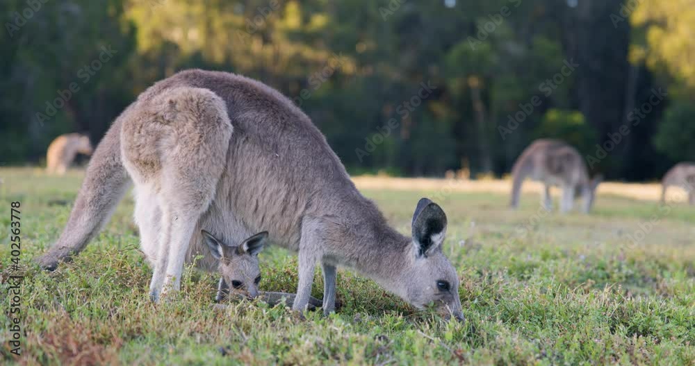 Wild Kangaroos and joeys on open grass land in Gold Coast, Queensland, Australia Wild Kangaroos and joeys on open grass land in Gold Coast, Queensland, Australia