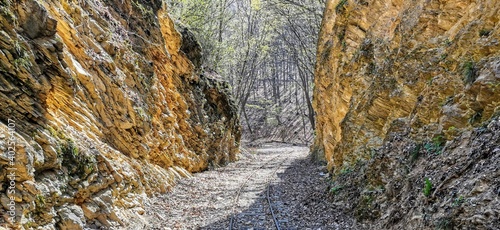 Abandoned forest railroad track