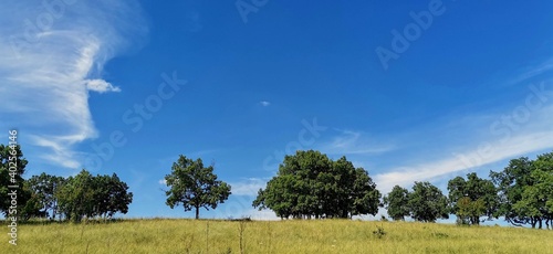 Oak trees under the blue slightly cloudy sky on a meadow
