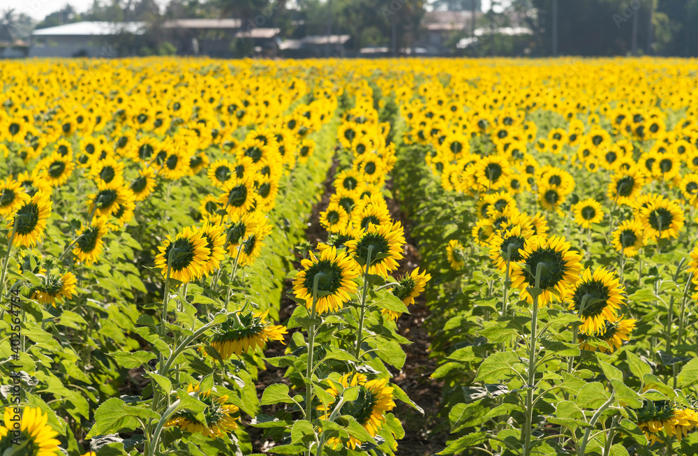 Obraz premium Beautiful yellow flower with bright sunlight. Sunflower natural background against the blue sky. Sunflower blooming. Close-up of sunflower. Agricultural industry, production of sunflower oil.