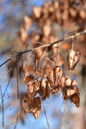 Golden rain tree