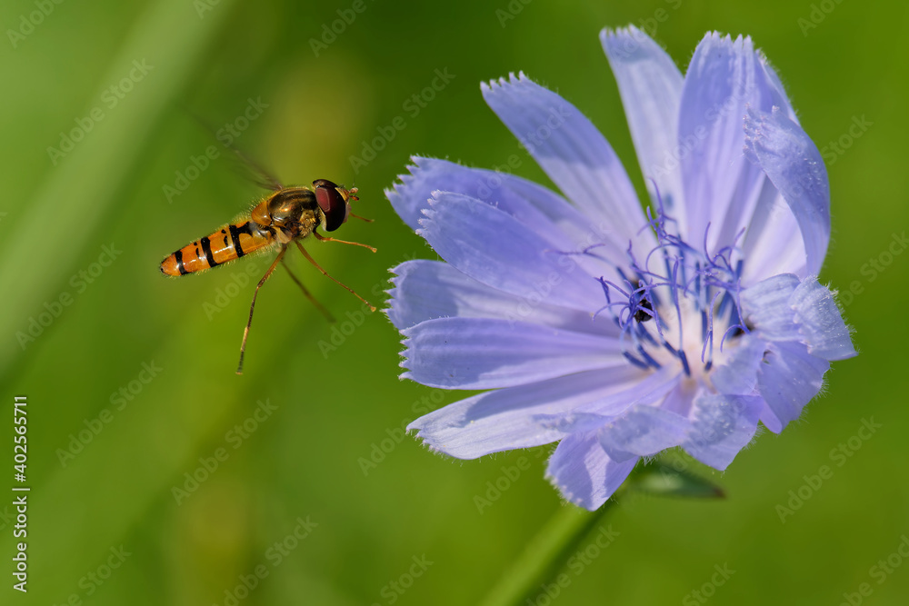 Hainschwebfliege an einer Wegwarte Hainschwebfliege an einer Wegwarte