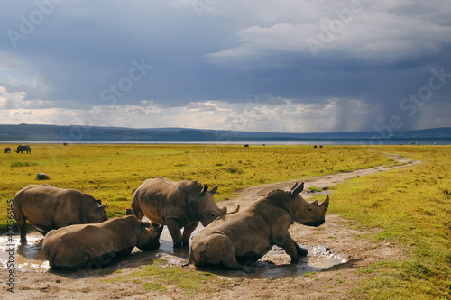 Group of rhinos in muddy puddle on the bsckground dramatic stormy sky. Nakuru Lake national park, Kenya.