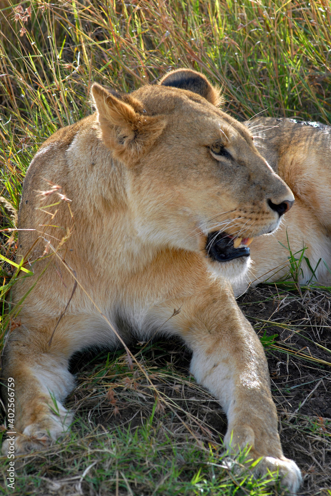 Lioness laying in the grass. Maasai Mara National Reserve, Kenya. Lioness laying in the grass. Maasai Mara National Reserve, Kenya.