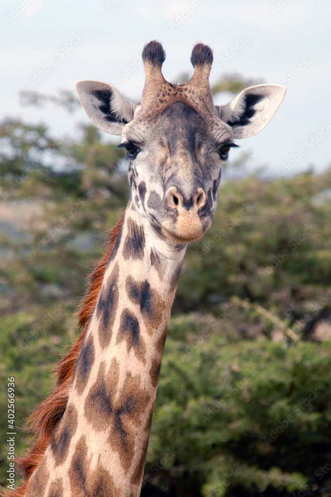 Portrait of giraffe in the savanna. Maasai Mara National Reserve, Kenya.