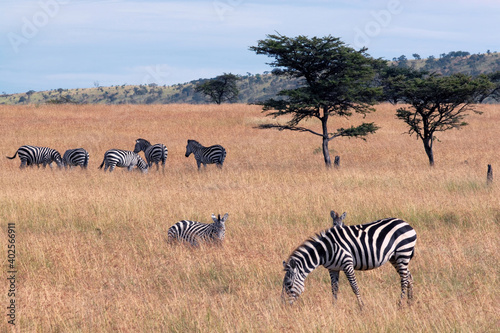 Zebras grazing in the savanna. Maasai Mara National Reserve  Kenya.