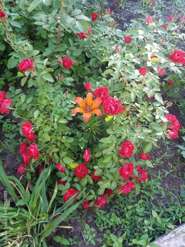 flower  garden  flowers  red  nature  plant  blossom  bloom  green  pink  colorful  flora  beautiful  summer  spring  floral  yellow  field  park  gardening  natural  flowerbed  blooming  leaf  bright