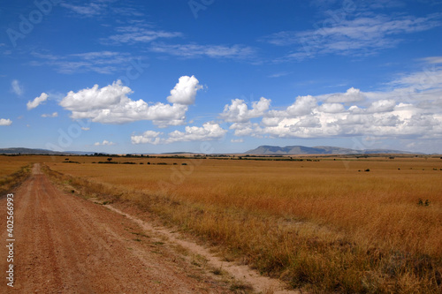 Savanna landscape with a dirt road. Maasai Mara National Reserve, Kenya.
