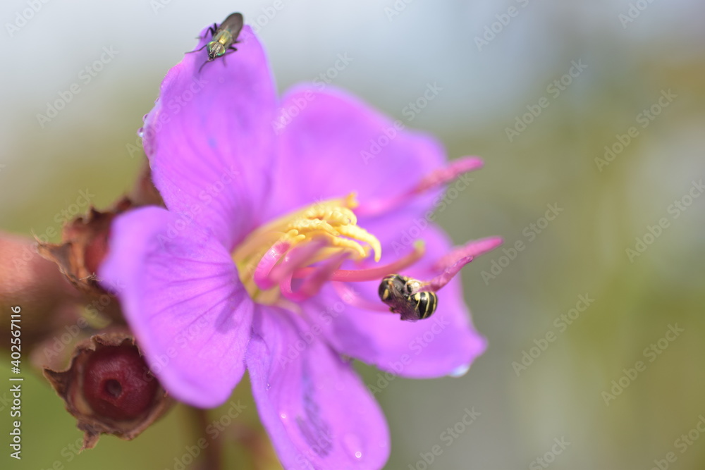 bee on purple flowers in blossom bee on purple flowers in blossom