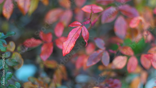  red leaf on a bush