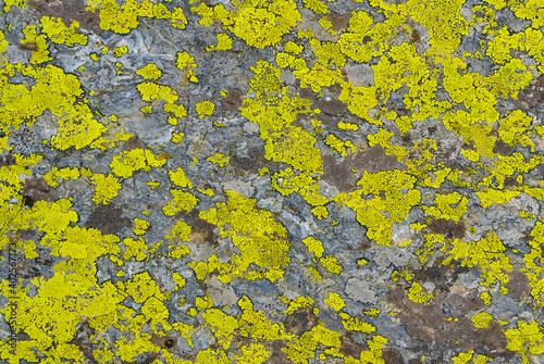 closeup green lichen growth on a stone, natural background