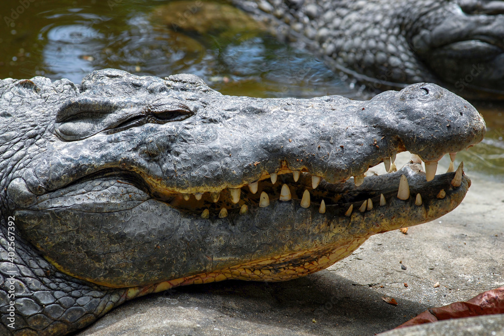 Obraz premium Portrait of a crocodile with open mouth. Kenya.